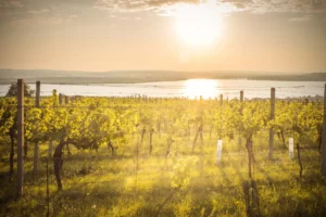 About Moravia - Wine Tours Moravi