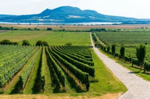 Deluxe wine tour - Wine Tours Moravia