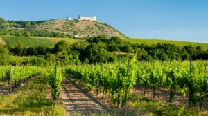 Na den vinařem - Wine Tours Moravia
