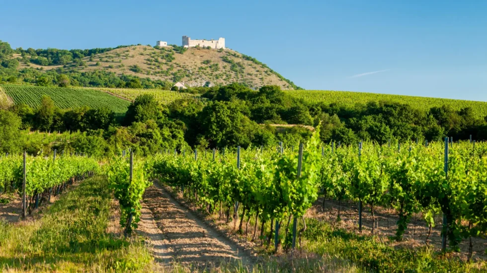 Na den vinařem - Wine Tours Moravia