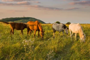 Wine & Hike - Wine Tours Moravia