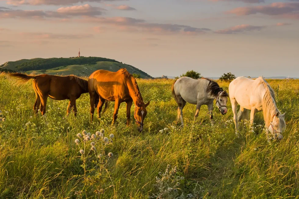 Wine & Hike - Wine Tours Moravia