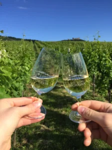 Velký okruh Pálavou - Wine Tours Moravia