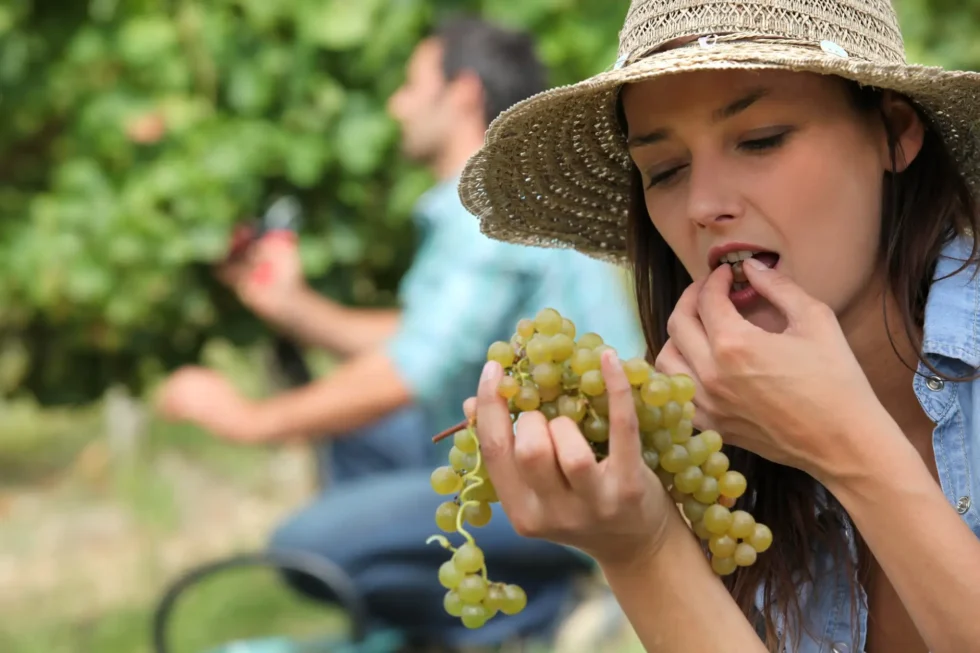 Na den vinařem - Wine Tours Moravia