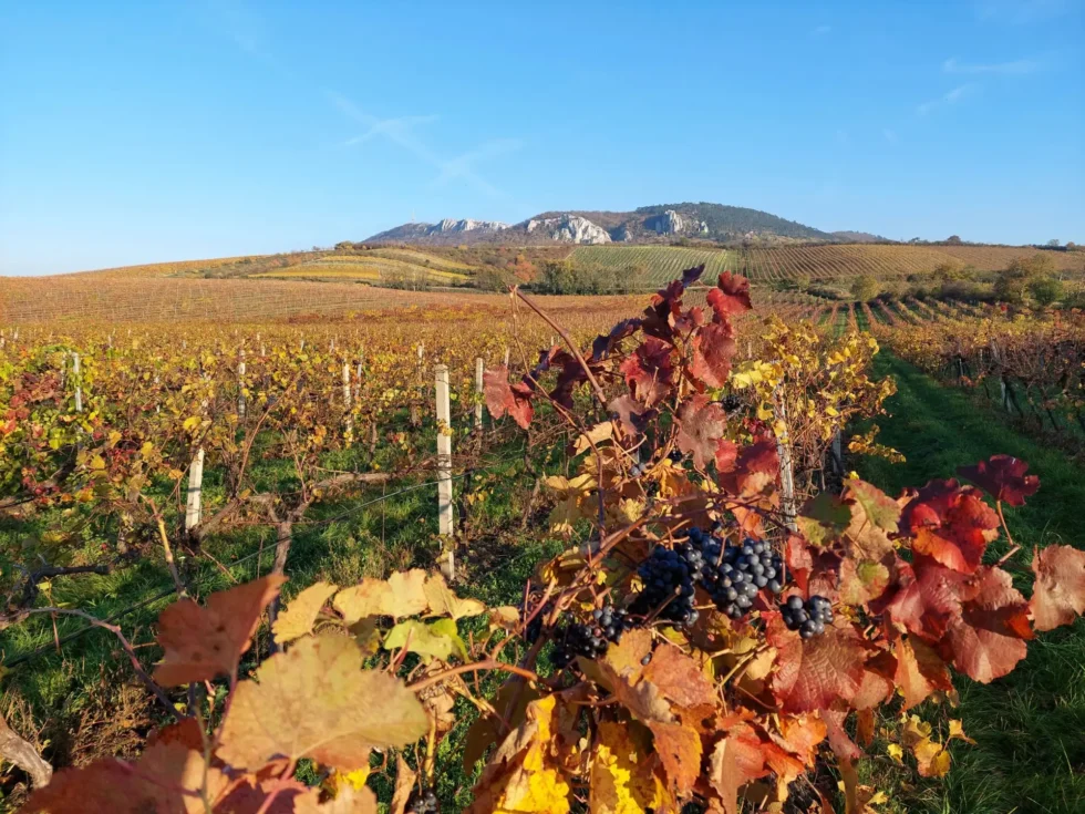 Na den vinařem - Wine Tours Moravia