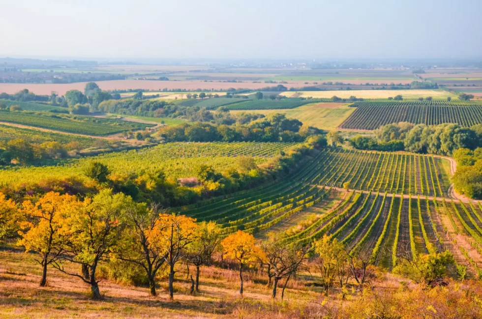 모라비안 투스카니