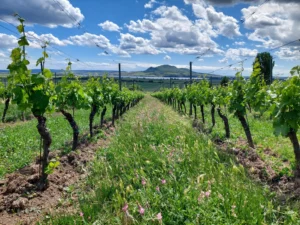 클래식 투어 - 팔라바 + 미쿨로프