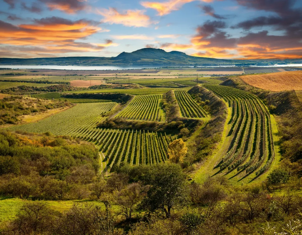 클래식 투어 - 팔라바 + 미쿨로프