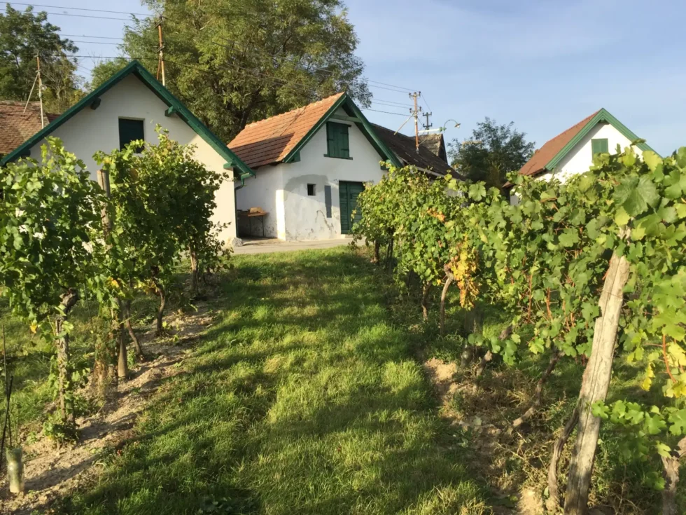 Na skok k sousedům - Wine Tours Moravia