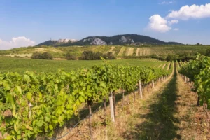 Wine & Hike - Wine Tours Moravia