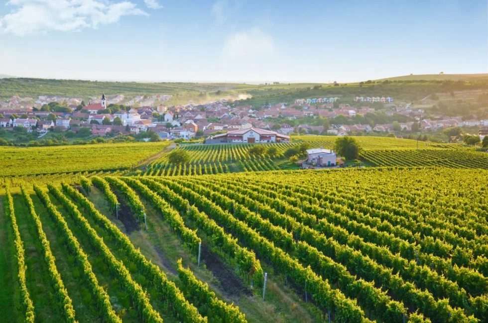 To nejlepší z Velkopavlovicka - Wine Tours Moravia