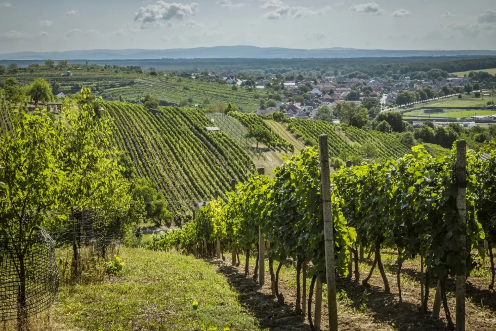 To nejlepší ze Slovácka - Wine Tours Moravia
