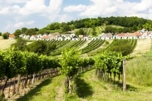 Deluxe wine tour - Wine Tours Moravia