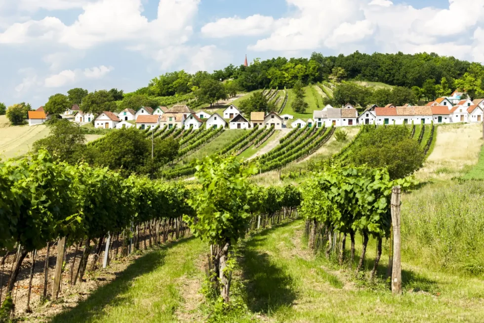 Deluxe wine tour - Wine Tours Moravia