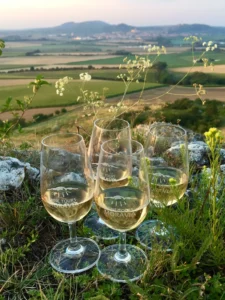 Deluxe wine tour - Wine Tours Moravia