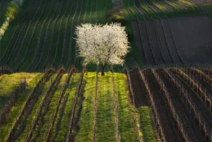 To nejlepší z Velkopavlovicka - Wine Tours Moravia