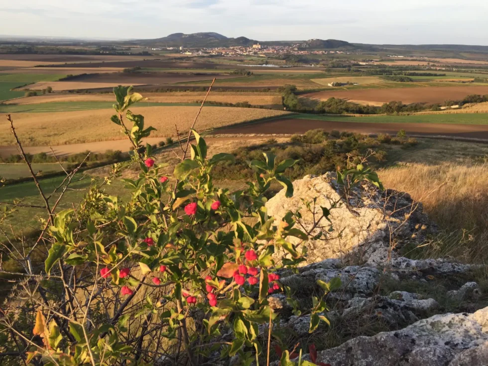 Na skok k sousedům - Wine Tours Moravia