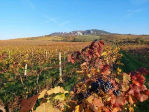 Velký okruh Pálavou - Wine Tours Moravia