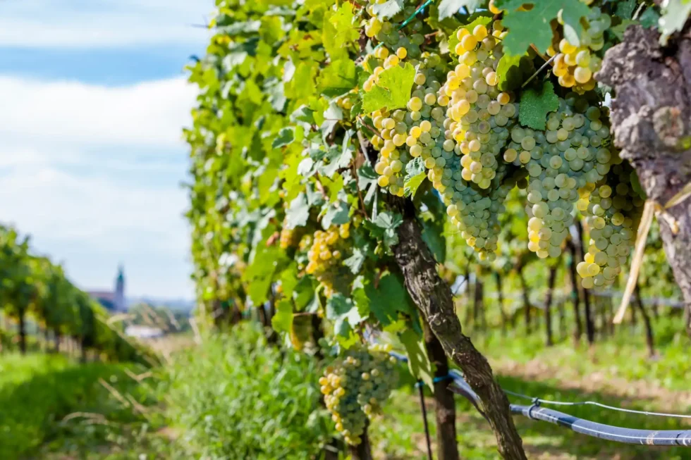 About Moravia - Wine Tours Moravia