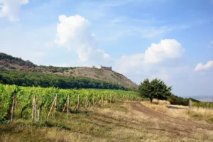 Wine & Hike - Wine Tours Moravia