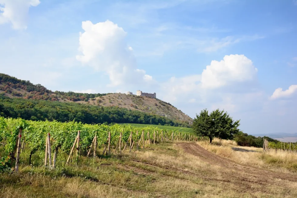 Wine & Hike - Wine Tours Moravia