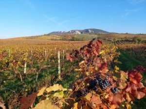 클래식 투어 - 팔라바 + 미쿨로프