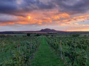 Velký okruh Pálavou - Wine Tours Moravia