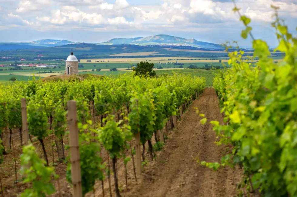 A 3 day taste of Moravia - Wine Tours Moravia