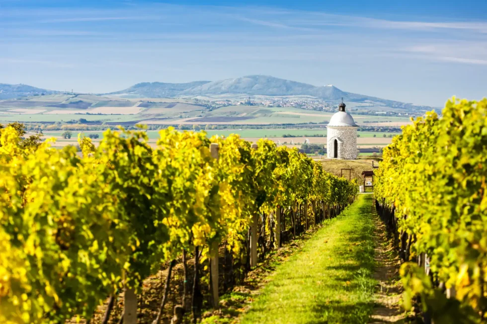 A 3 day taste of Moravia - Wine Tours Moravia
