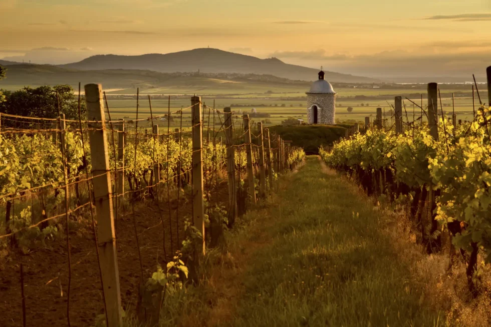 A 3 day taste of Moravia - Wine Tours Moravia
