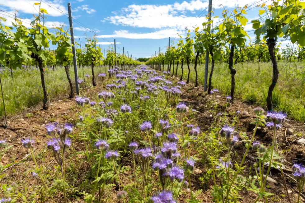 About Moravia - Wine Tours Moravia