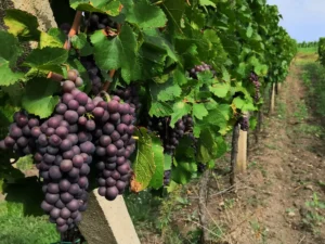 About Moravia - Wine Tours Moravia
