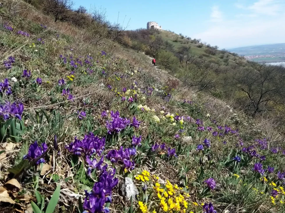 Wine & Hike - Wine Tours Moravia