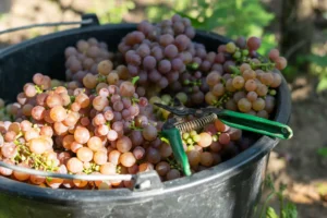 About Moravia - Wine Tours Moravia