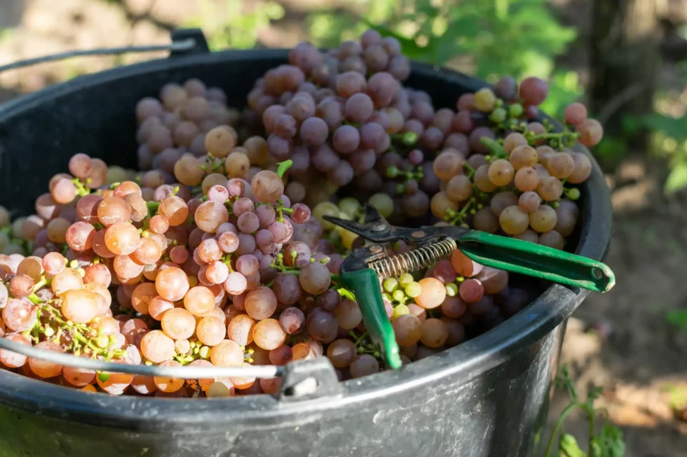 About Moravia - Wine Tours Moravia