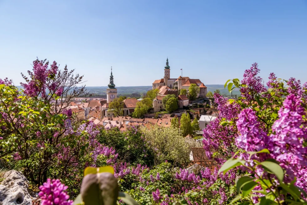클래식 투어 - 팔라바 + 미쿨로프