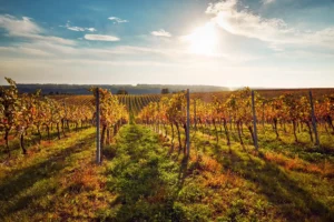 About Moravia - Wine Tours Moravia