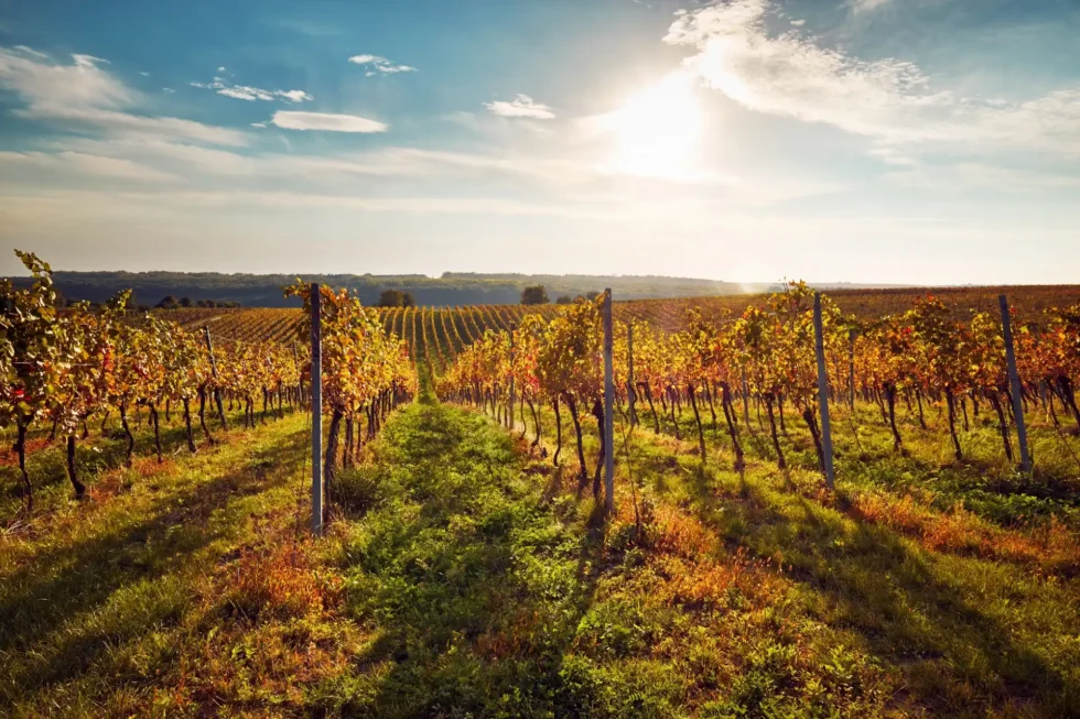 About Moravia - Wine Tours Moravia