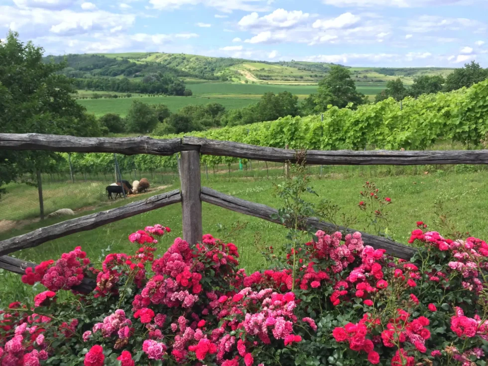 To nejlepší z Velkopavlovicka - Wine Tours Moravia