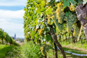 Wine & UNESCO heritage - Wine Tours Moravia