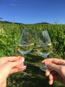 The best of Moravia in one day - Wine Tours Moravia